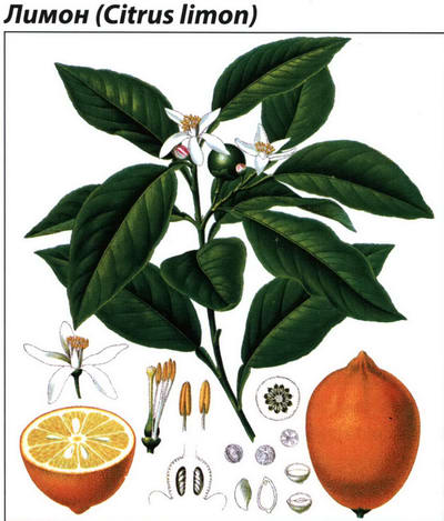 Лимон описание растения,фото,лечебные свойства и противопоказания - Травник